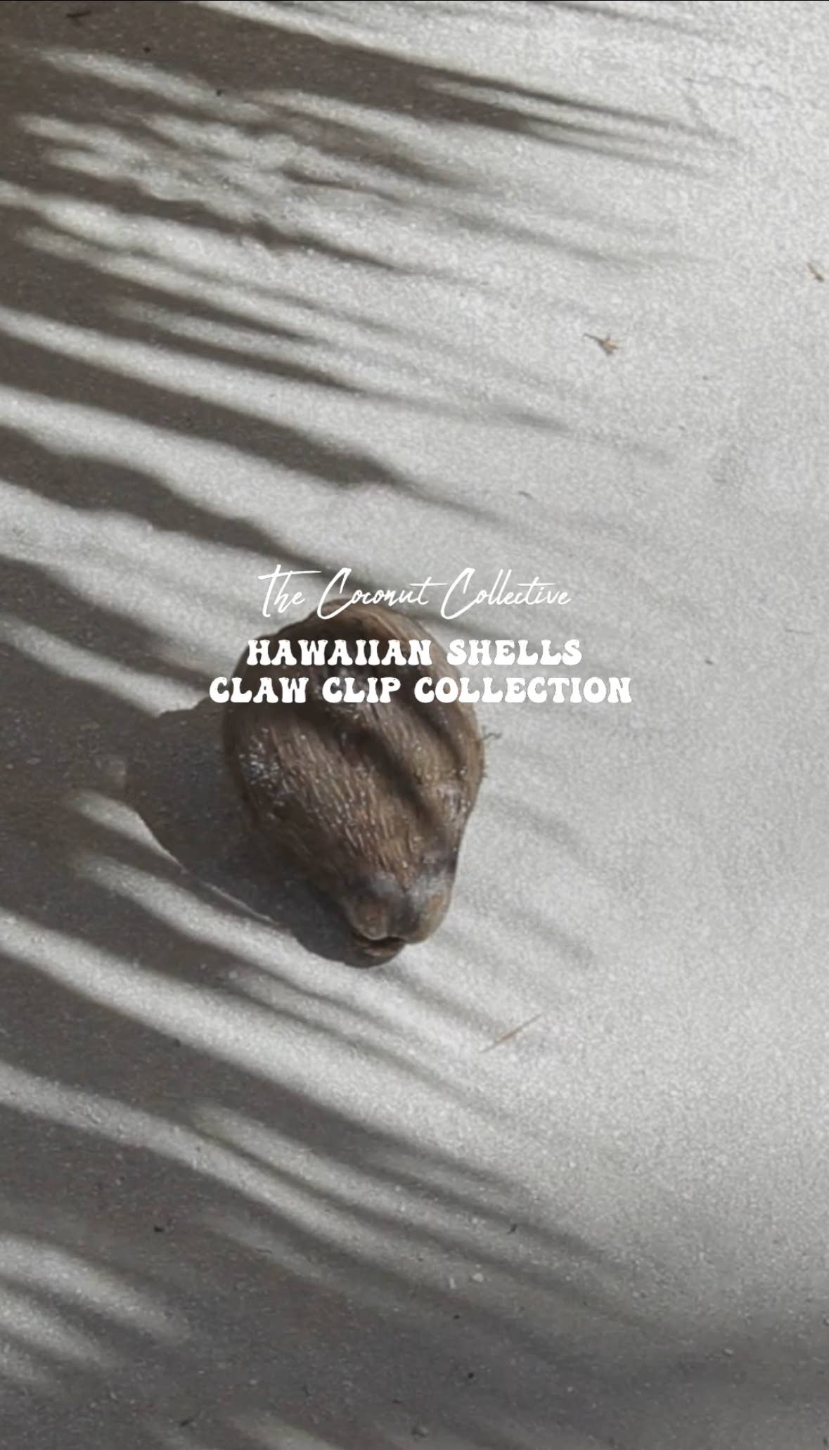 Hebrew Cone Shell Claw Clip