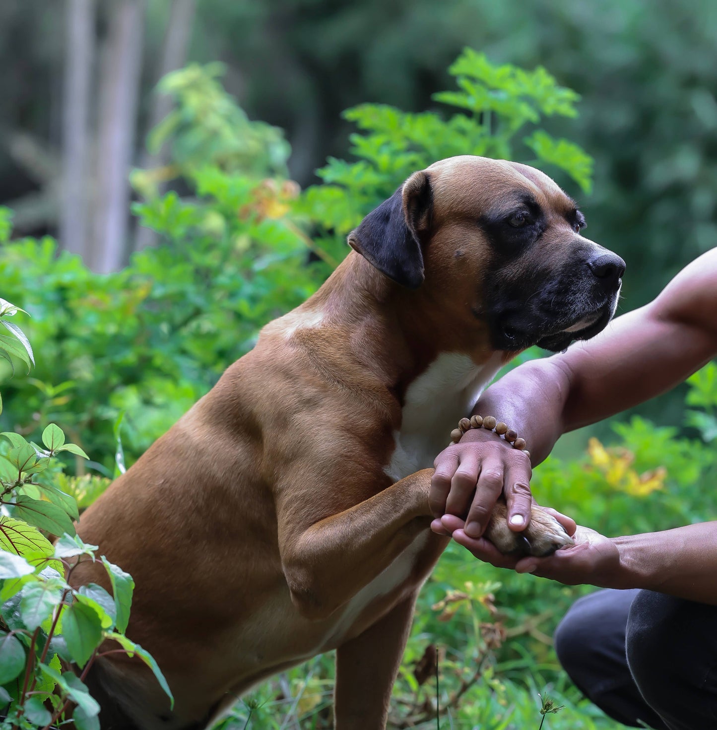 Mamaki No-Itch Skin & Paw Balm for Dogs