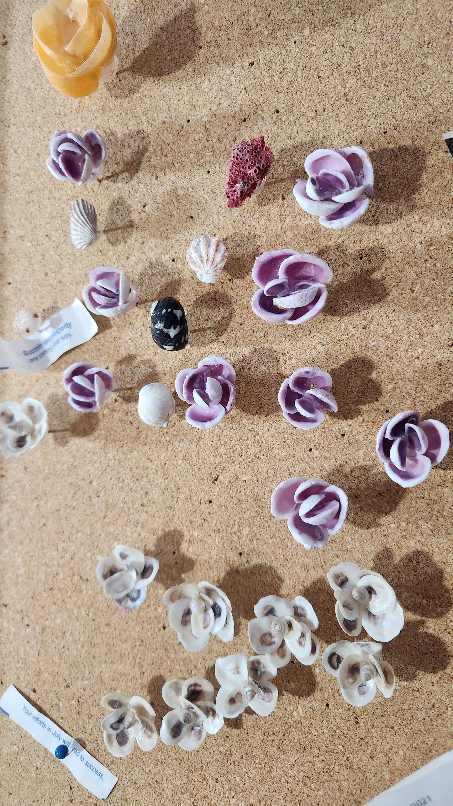 Seashell Thumbtacks