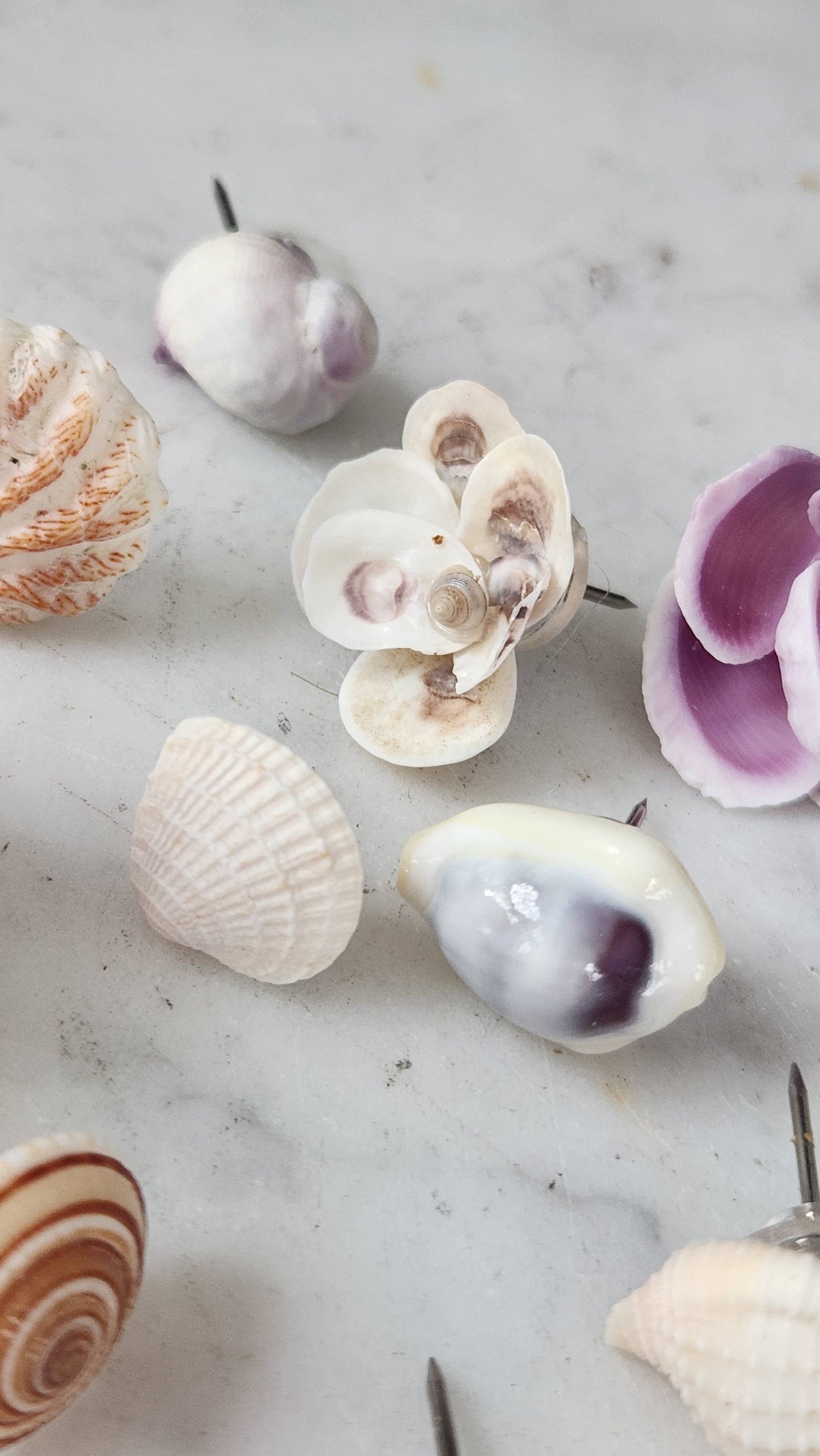 Seashell Thumbtacks