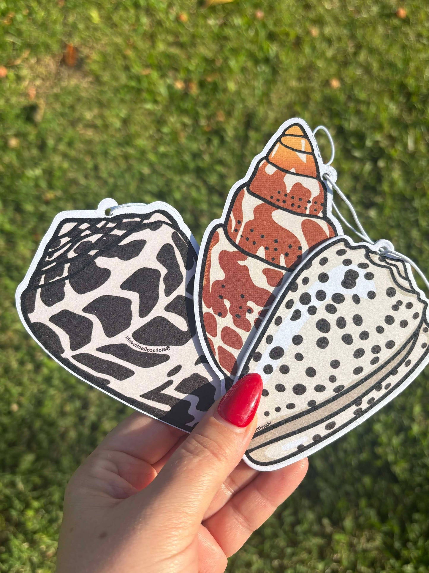 Hebrew Cone Shell, Air Freshener