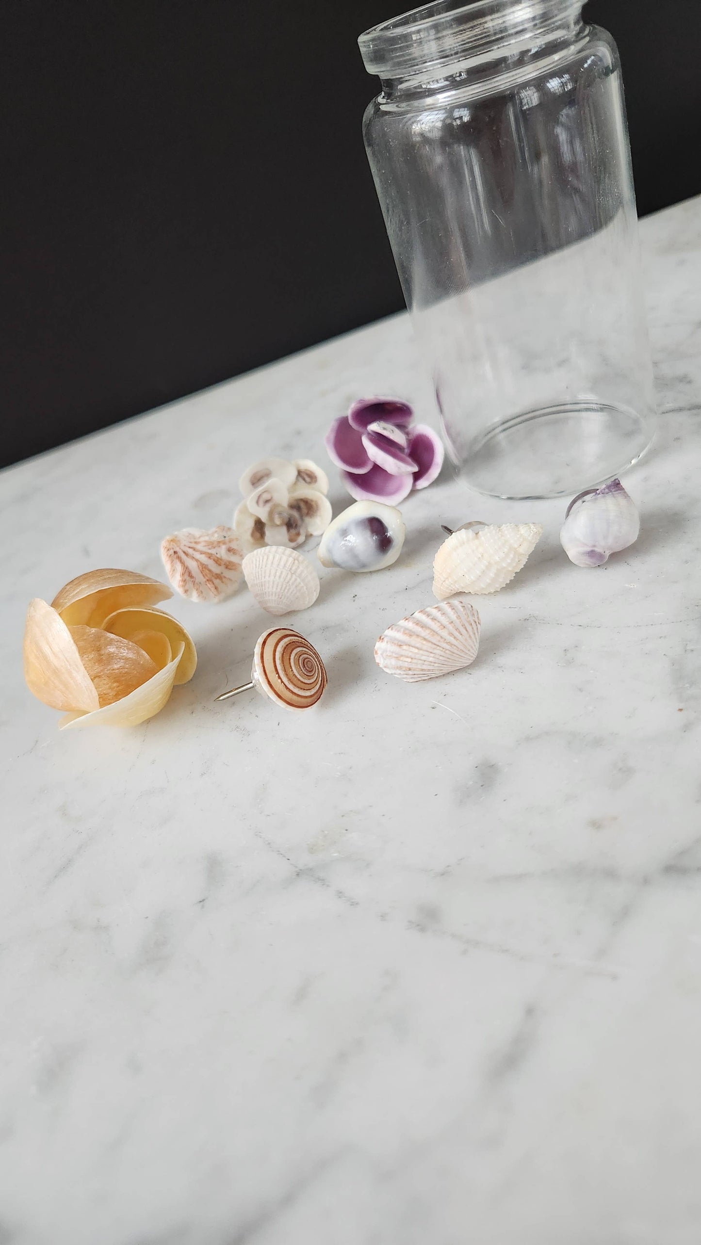 Seashell Thumbtacks