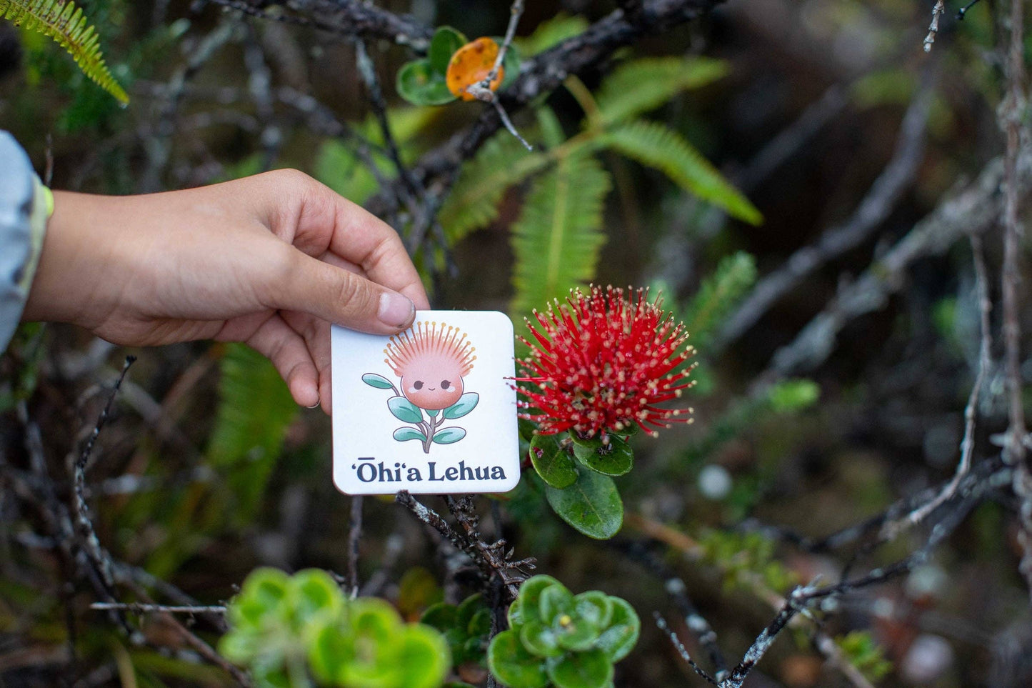 The Memory Game: Mauna Kea
