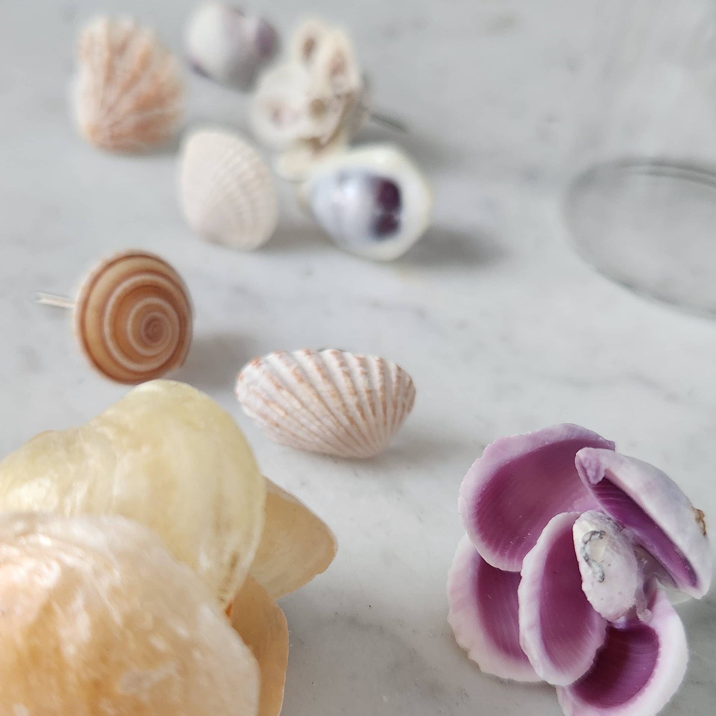 Seashell Thumbtacks